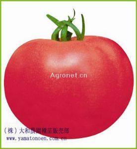 供应福寿三号—番茄种子