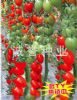 供应天红F1—番茄种子