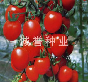 供应密红108—番茄种子