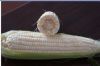 供应新美香糯—菜用玉米种子