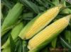 供应优质无公害菜用玉米