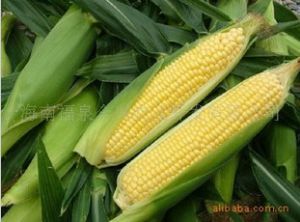 供应优质无公害菜用玉米