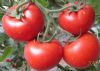 供应丰收—番茄种子