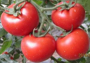 供应丰收—番茄种子