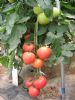供应粉钰番茄—番茄种子