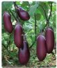 供应紫冠—茄子种子