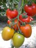 供应红罗美—番茄种苗