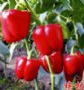 供应埃林（红色）—甜椒种子