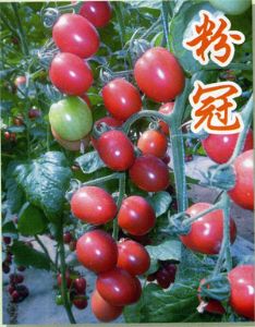 供应粉冠—番茄种子