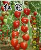 供应红冠—番茄种子