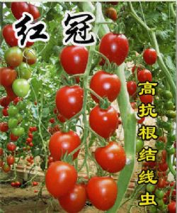 供应红冠—番茄种子