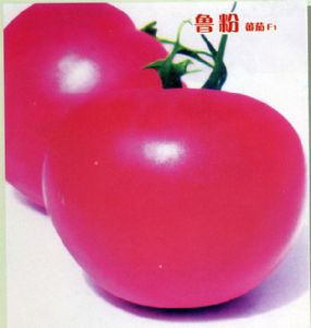 供应鲁粉—番茄种子