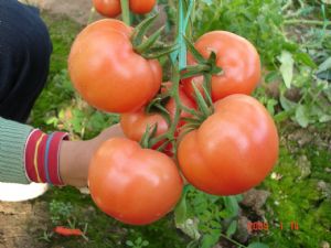 供应宝禄三号—番茄种子