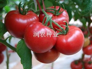 供应连冠粉王—番茄