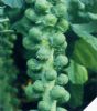 孢子甘兰——甘蓝种子