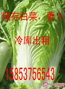 供应北京3号白菜