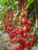 供应优质樱桃番茄