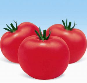 供应庞氏350—番茄种子