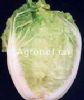 供应结球白菜6501—白菜种子