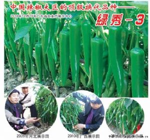 供应绿秀-3—辣椒种子