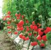 供应欧粉306F1—番茄种子