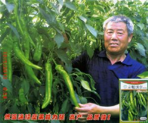 供应帕沃尔—尖椒种子