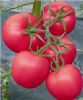 供应萨米特2号-番茄种子