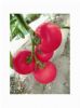 供应丽粉198-番茄种子