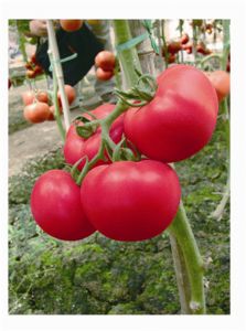 供应萨米特-番茄种子