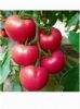 供应粉多利-番茄种子