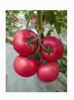 供应力美-番茄种子
