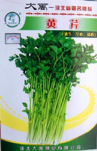 供应黄芹-芹菜种子
