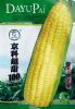 供应京科超甜100-玉米种子