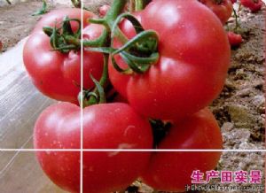 供应番茄种子-诺威608
