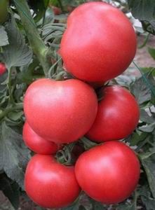 供应优质番茄种子