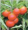 供应72-69—番茄种子