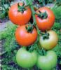 供应美丽莎—番茄种子