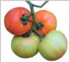 供应007—番茄种子