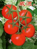 供应威迪F1—番茄种苗