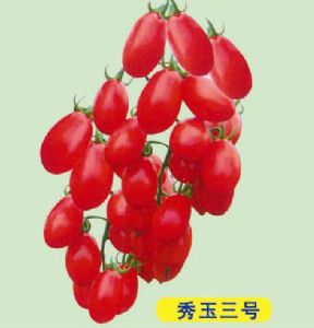 供应秀玉三号—樱桃番茄种子