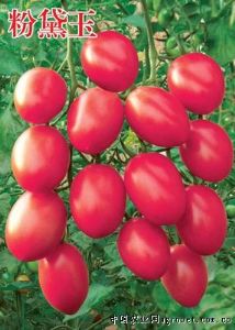供应粉黛玉－樱桃番茄种子