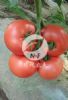 供应荷引618－番茄种子