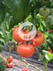 供应硬粉王F1－番茄种子