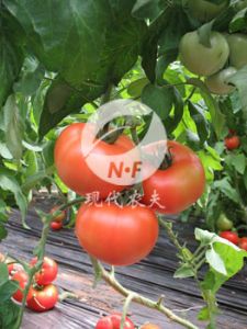 供应硬粉王F1－番茄种子