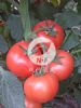 供应荷引137－番茄种子