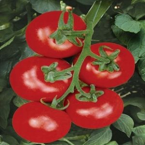 供应凯利——番茄种子
