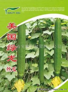 供应美国绿龙-寿光丝瓜种子