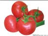 供应凯特618－番茄种子