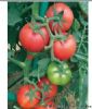 供应斯嘉丽626－番茄种子