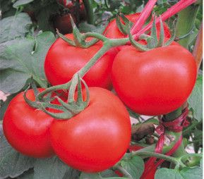 供应凯丽—番茄种子